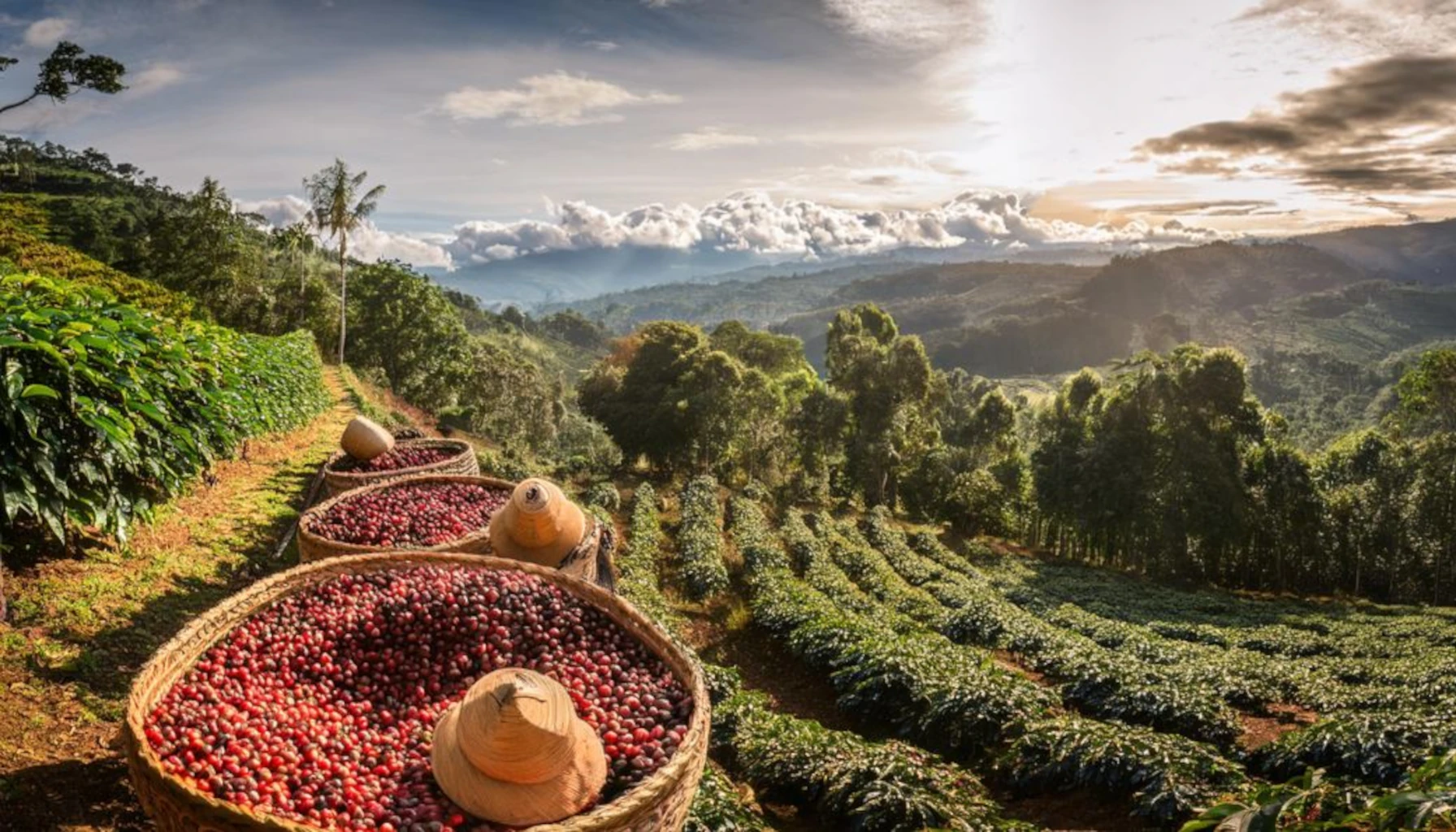 Paisaje del Eje Cafetero colombiano — zona cafetera con montañas y vegetación